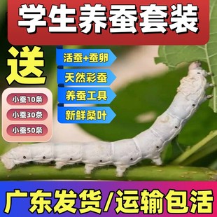 送新鲜桑叶 蚕宝宝活体春蚕幼虫活物蚕卵天然彩蚕儿童学生养蚕套装