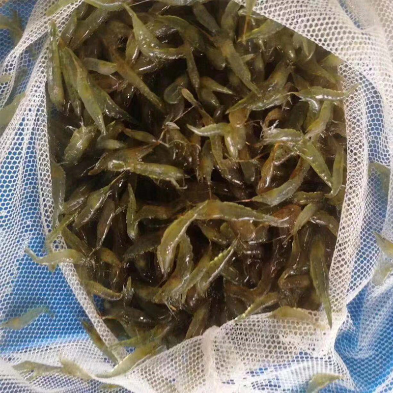 黑壳虾水族箱除藻虾特大观赏虾清洁虾活体饲料工具虾草缸杂质清理