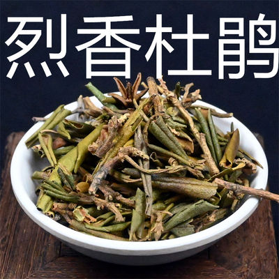 烈香杜鹃中药材白香柴黄花杜鹃