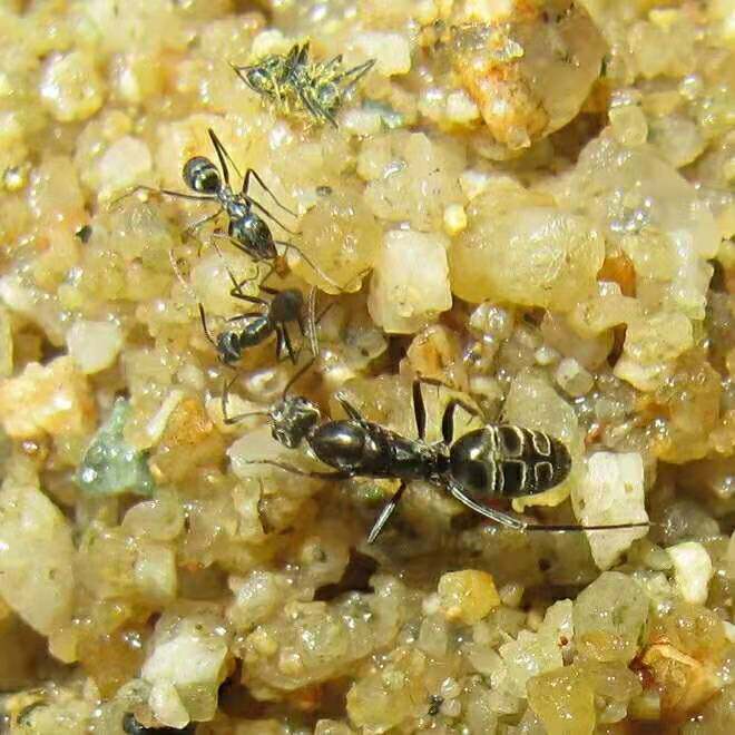 Плоский радужный вонючий муравей Iridomyrmex anceps домашний муравей муравьиная мастерская по разведению сверхбыстрых муравьев