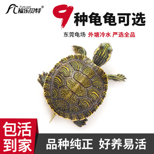 乌龟活体包活包售后包全品