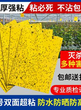 1小虫子蔬菜黄柑橘粘果蝇粘板蜜蜂白粉园林幼虫板沾虱蝇飞虫贴纸