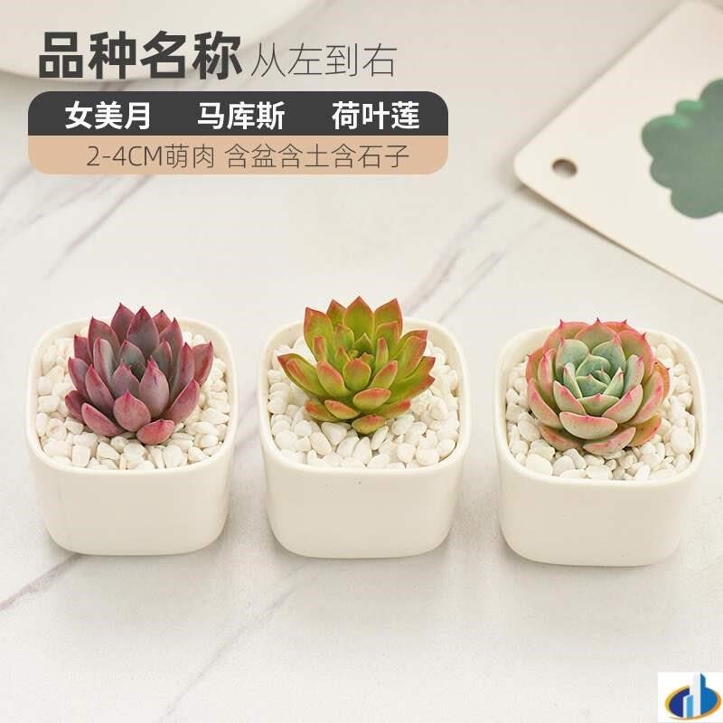 桌面花卉植物公园都肉肉肉办公室2020大方室内花盆绿化多肉.