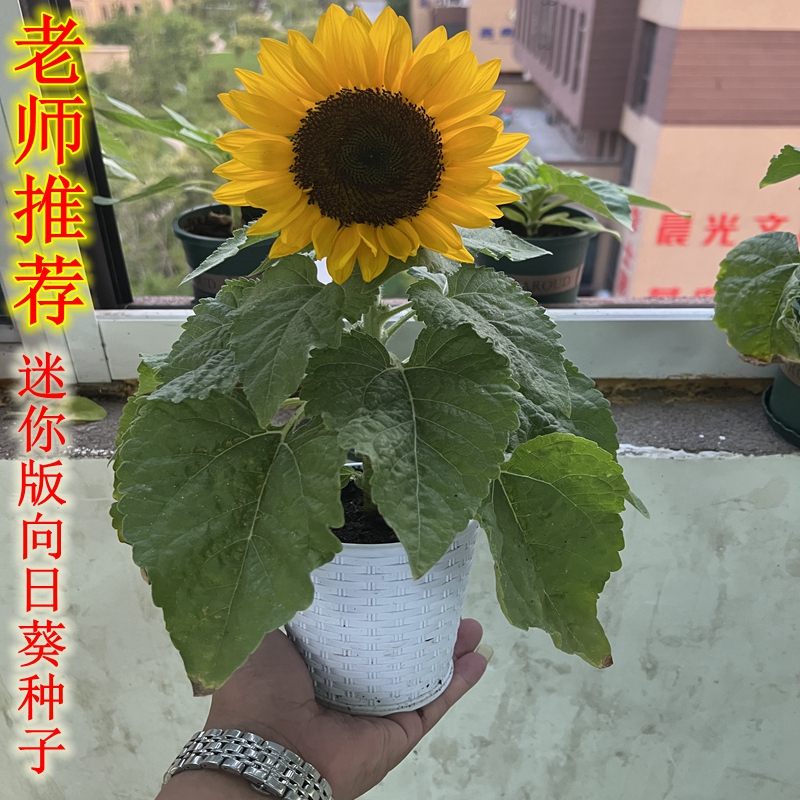 向日葵四季开花进口向日葵盆栽