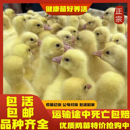 小鹅苗活体大种白鹅苗四季鹅苗三花鹅百子鹅苗浙东鹅苗产蛋王鹅苗
