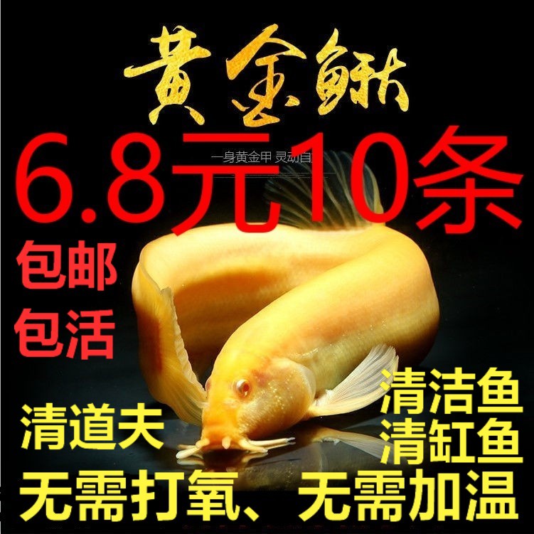 金色泥鳅观赏鱼苗金鱼活鱼清道夫