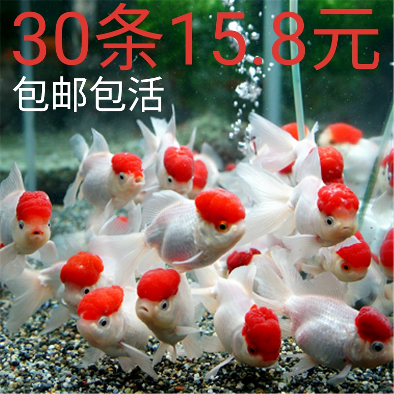 金鱼活小鱼锦鲤鱼活小型鱼观赏鱼