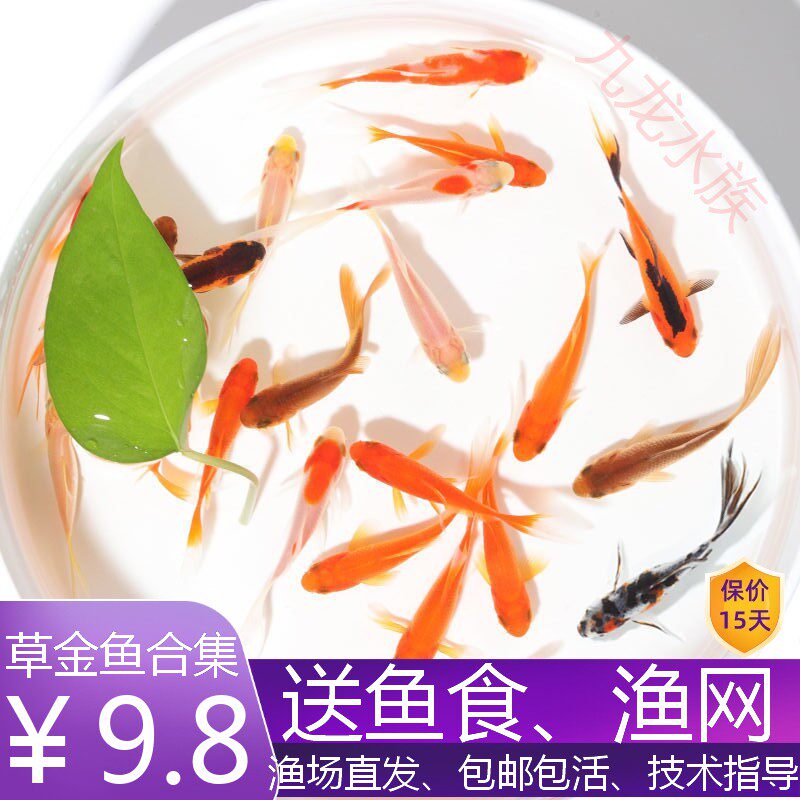 花草金鱼小鱼苗活锦鲤鱼活体小型冷水观赏鱼苗淡水鱼热带鱼饲料鱼