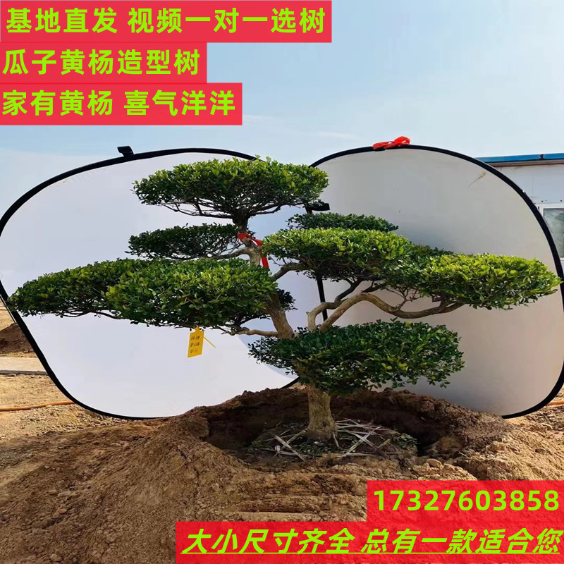 小叶造型黄杨树庭院别墅造型黄杨树绿化黄杨盆景树四季常青