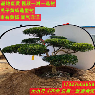 常青 小叶造型黄杨树庭院别墅造型黄杨树绿化黄杨盆景树四季
