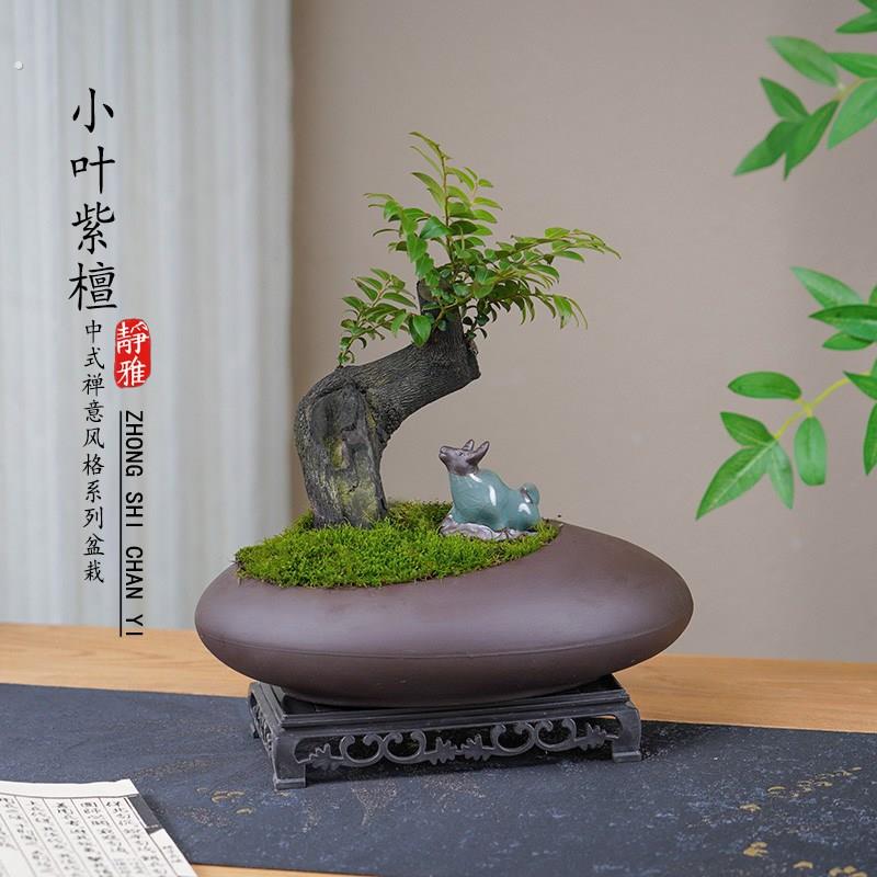 八年老桩小叶紫檀盆景植物室内茶几客厅办公桌面绿植四季好养盆栽