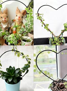 山乌龟绿植桌面花架龟甲龙爬藤架