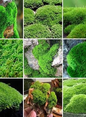 鲜活苔藓微景观植物盆景盆栽