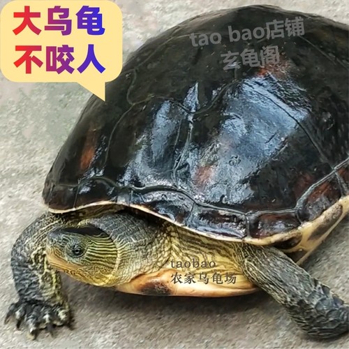 家养乌龟乌龟活物镇宅龟宠物龟