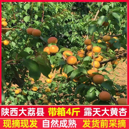 陕西大荔县新鲜水果凯特杏大黄杏应季时令酸甜杏