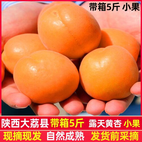 陕西大黄杏酸甜多汁可口