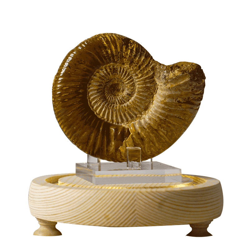 现代简约天然生物化石发光