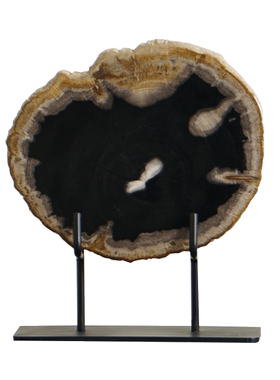 树化石切片摆件随形椭圆摆件装饰 木化石干泡台摆饰造景盆栽底座