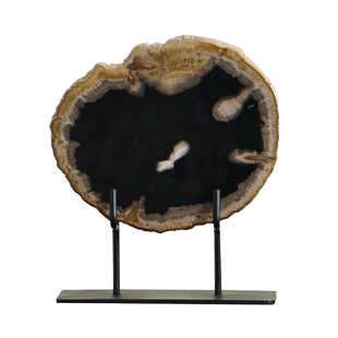树化石切片摆件随形椭圆摆件装饰 木化石干泡台摆饰造景盆栽底座