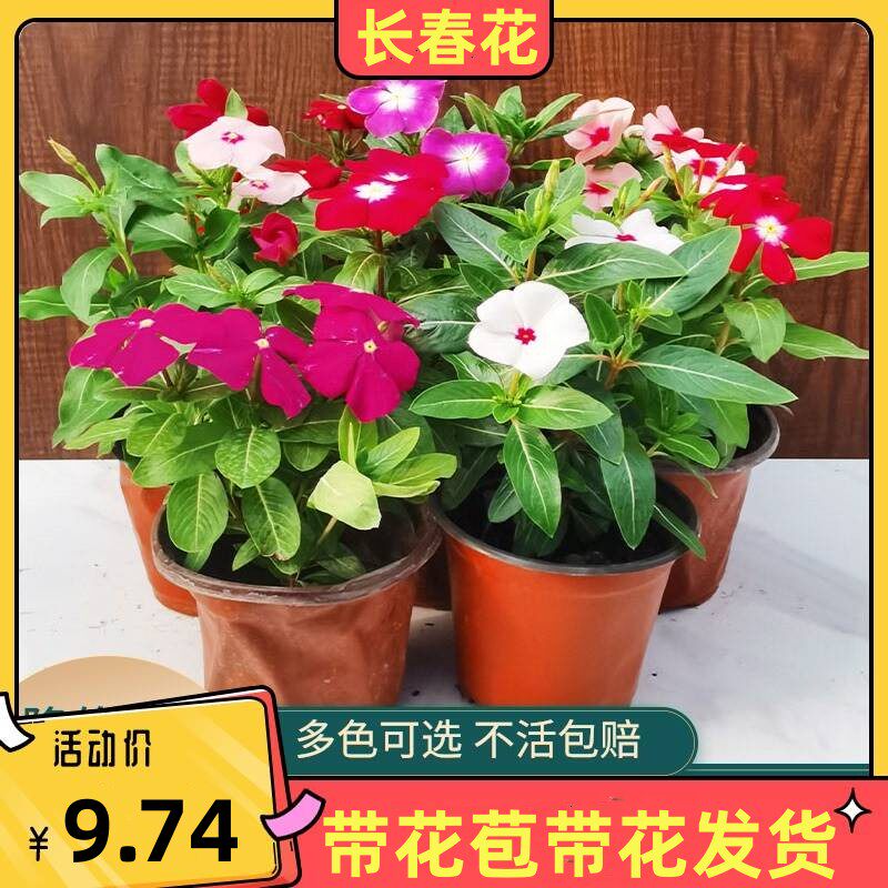 新品长春花盆栽带花苞小苗花卉天天开特色大苗重瓣四季窗阳台室外