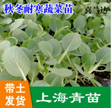 秋冬蔬菜苗上海青菜苗青菜苗上海青蔬菜秧苗庭院盆栽大田四季播种