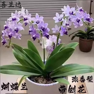小茴紫蝴蝶兰原生绿植盆栽清新花园特级花卉趣味蝴蝶兰大花量进口
