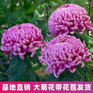 开花带花苞秋菊大花苗耐寒室内外庭院种植花卉九月 菊花盆栽四季