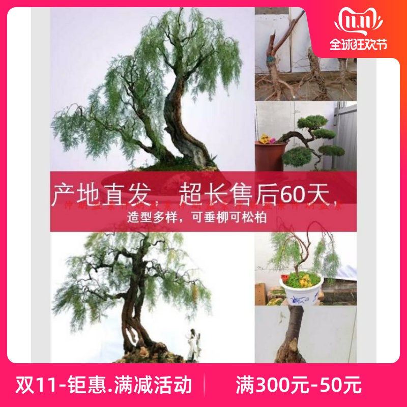 柽柳盆栽怪柳盆景三春柳观音柳苗老桩熟桩红沙柳小叶盆景