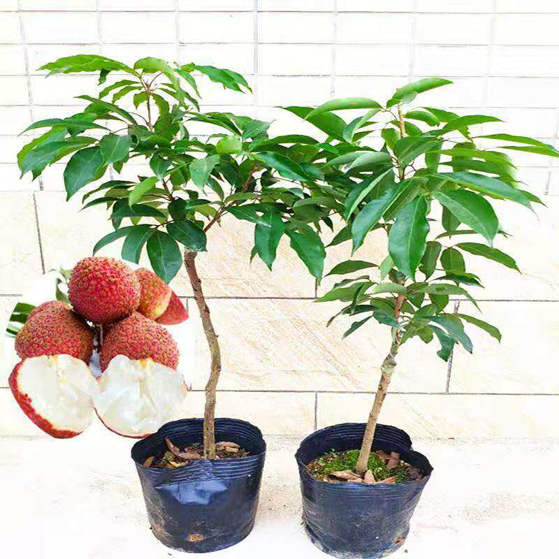 嫁接荔枝树苗盆栽四季无核荔枝树桂味荔枝南方种植当年结果荔枝苗