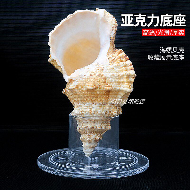 透明亚克力展示架底座天然海螺贝壳收藏定制展示架子家居摆件道具