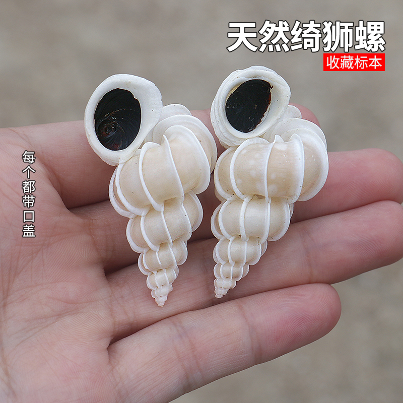 螺贝艺绮狮螺稀有收藏标本名螺