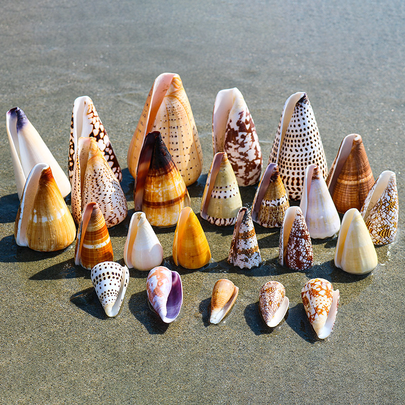 芋螺系天然海螺贝壳鱼缸水族馆地台橱窗造景装饰摆件收藏标本包邮,家居饰品,海螺/贝壳/珊瑚,淘宝优惠券,粉丝福利购,淘宝优惠卷