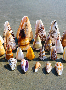 芋螺系天然海螺贝壳鱼缸水族馆地台橱窗造景装饰摆件收藏标本包邮