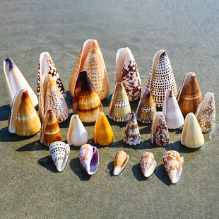 包邮 芋螺系天然海螺贝壳鱼缸水族馆地台橱窗造景装 饰摆件收藏标本