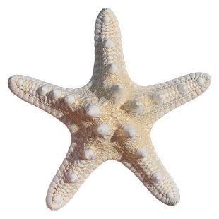 天然海螺贝壳五指霸王馒头海星标本地中海地台装饰品贴墙摆件收藏