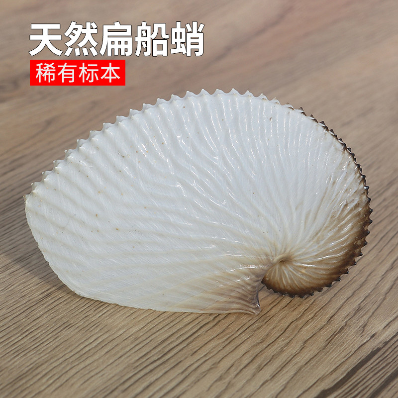天然海螺贝壳扁船艄稀有标本鱼缸造景装饰品家居收藏摆件礼品包邮