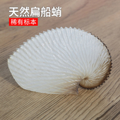 包邮 天然海螺贝壳扁船艄稀有标本鱼缸造景装 饰品家居收藏摆件礼品