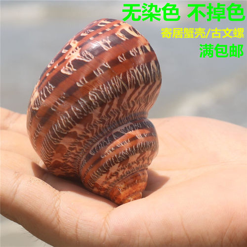 贝艺古文猫眼蝾螺备用天然替换壳