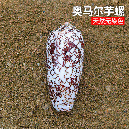 螺贝艺奥马尔芋螺稀有标本收藏