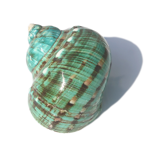 抛光绿螺海螺贝壳抛光绿螺水族鱼缸造景地中海家居摆件寄居蟹壳