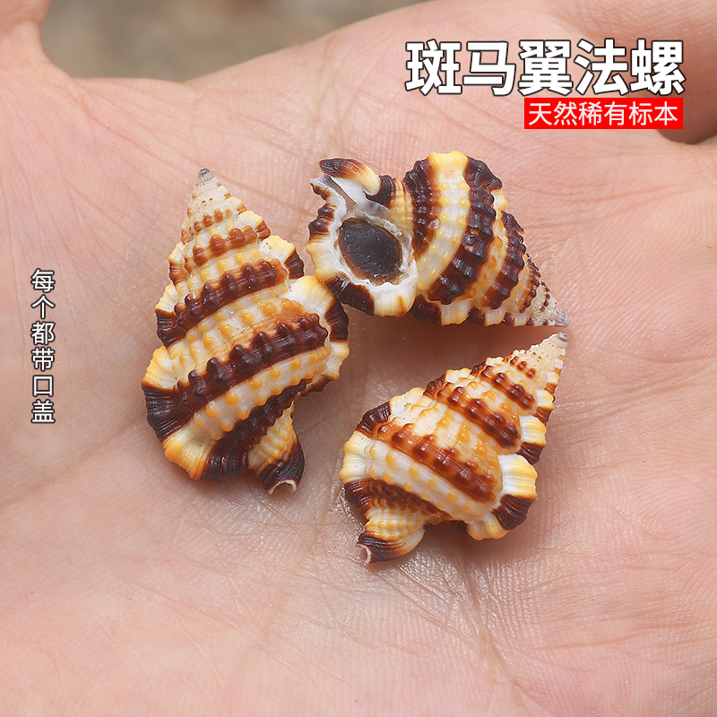 螺贝艺斑马翼法螺稀有收藏标本