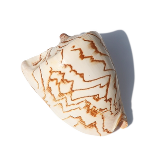 螺贝艺】天然海螺贝壳山水螺鱼缸造景地台摆设摄影道具