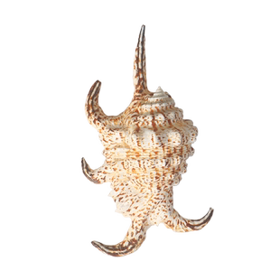 【螺贝艺】地中海风情海螺六角螺蜘蛛天然贝壳鱼缸海螺创意礼品