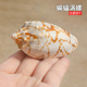 蝙蝠涡螺天然海螺标本收藏贝壳鱼缸水族造景家居装 饰摆件帝王涡螺