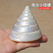 天然海螺贝壳夜光小塔螺珍珠塔螺鱼缸造景水族装 饰标本摆件饰品