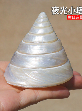 天然海螺贝壳夜光小塔螺珍珠塔螺鱼缸造景水族装饰标本摆件饰品