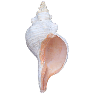 超大海螺贝壳天王赤旋螺公螺号角收藏礼品摆件装饰可吹响螺号包邮