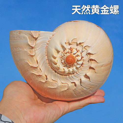 螺贝艺黄金螺送礼收藏大海螺
