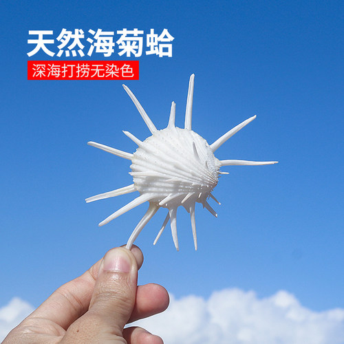 天然海螺贝壳海菊蛤装饰鱼缸造景