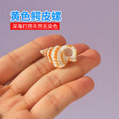 天然海螺贝壳厂家直销鳄皮螺鱼缸水族箱造景diy手工风铃创意摆件